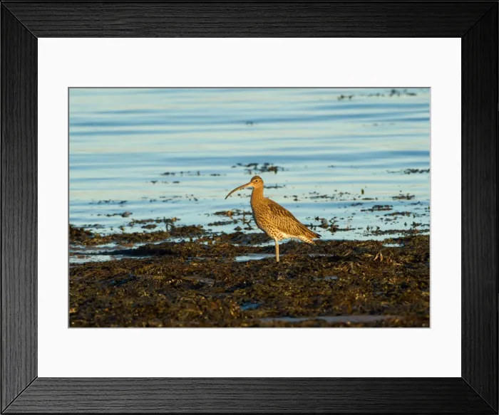 Framed Print : Picture No. 11671352