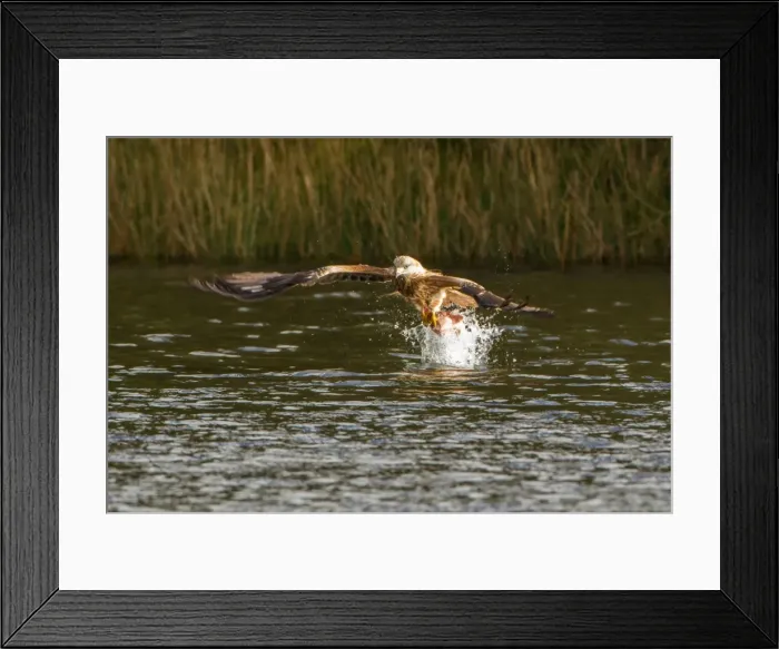 Framed Print : Picture No. 11671354 Framed Print : Picture No. 11671354