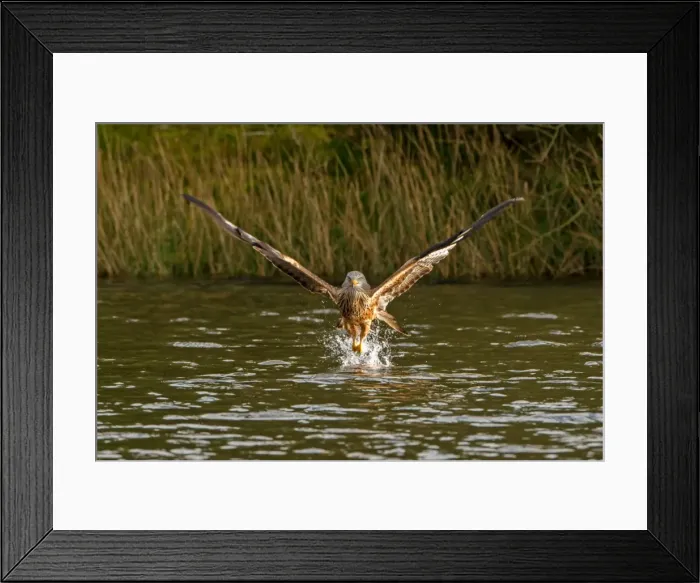 Framed Print : Picture No. 11671353