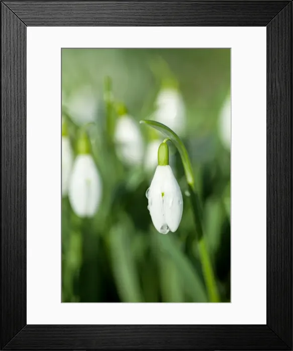 Framed Print : Picture No. 11671358 Framed Print : Picture No. 11671358
