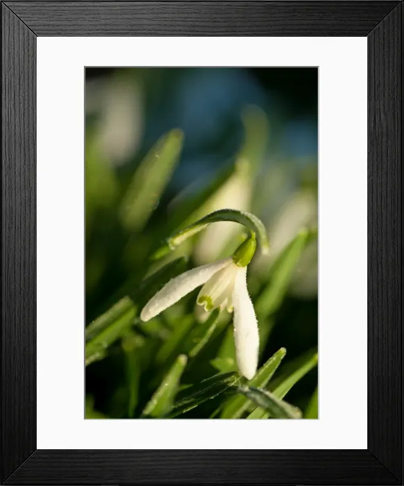 Framed Print : Picture No. 11671359 Framed Print : Picture No. 11671359