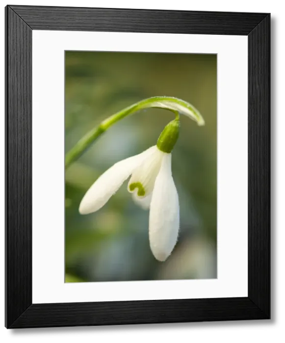 Framed Print : Picture No. 11671360 Framed Print : Picture No. 11671360