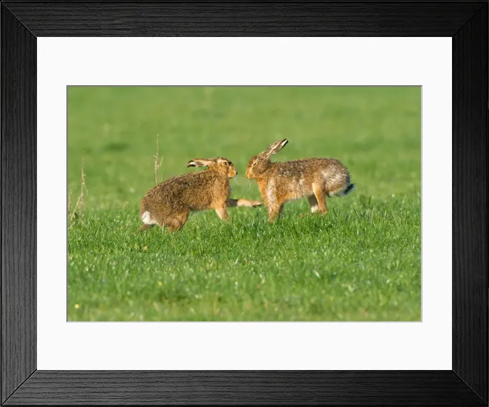 Framed Print : Picture No. 11671361 Framed Print : Picture No. 11671361