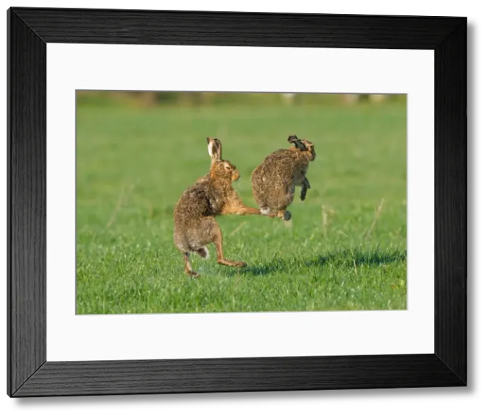 Framed Print : Picture No. 11671362 Framed Print : Picture No. 11671362