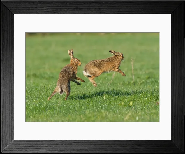 Framed Print : Picture No. 11671363 Framed Print : Picture No. 11671363