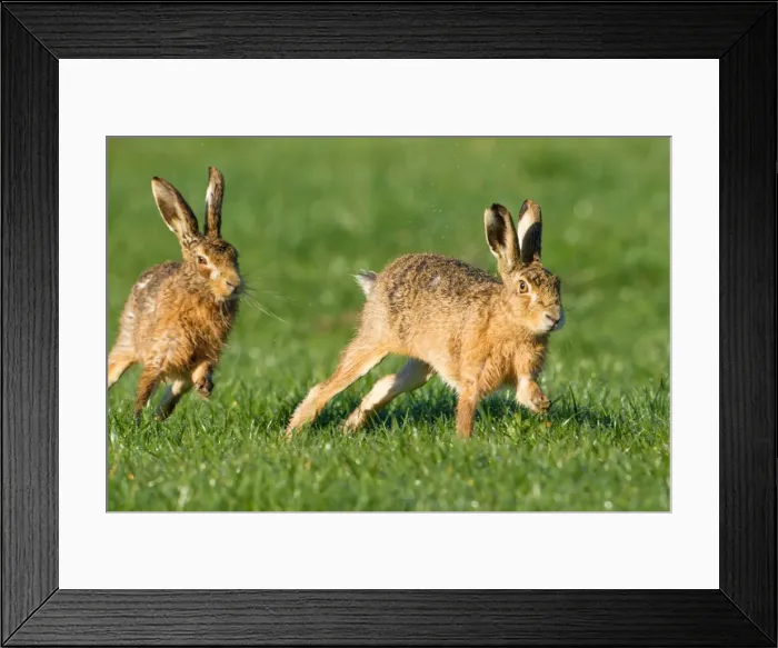 Framed Print : Picture No. 11671364 Framed Print : Picture No. 11671364