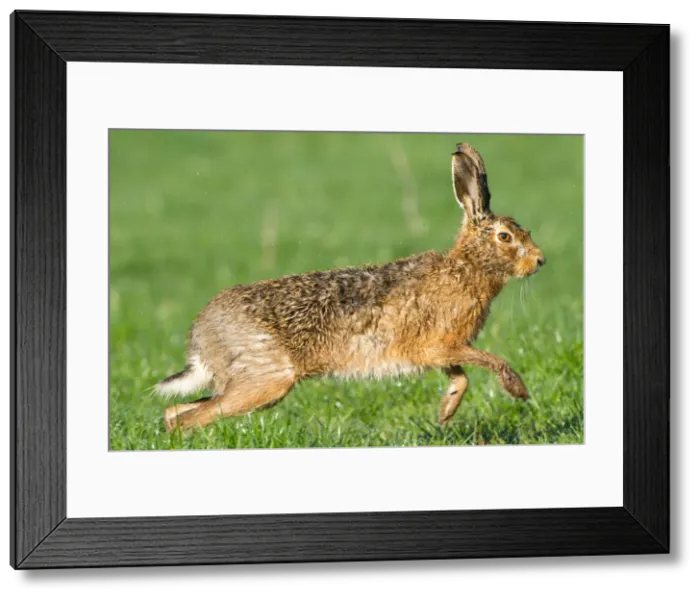 Framed Print : Picture No. 11671365 Framed Print : Picture No. 11671365