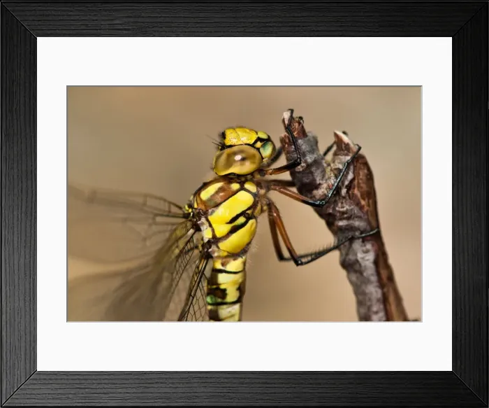 Framed Print : Picture No. 11671367 Framed Print : Picture No. 11671367