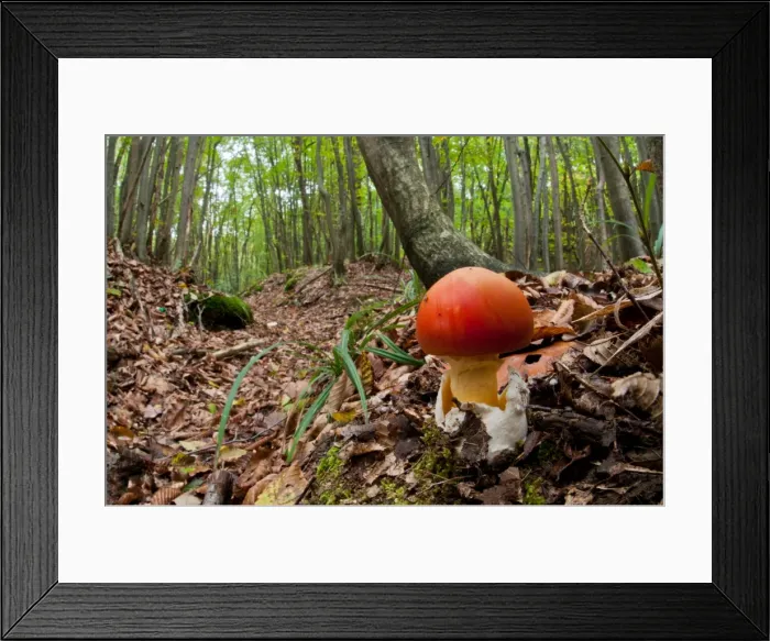 Framed Print : Picture No. 11671368 Framed Print : Picture No. 11671368