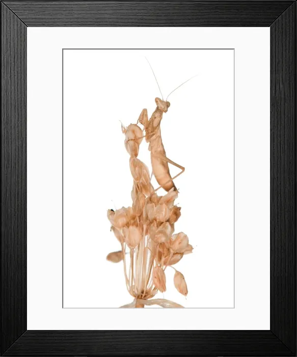 Framed Print : Picture No. 11671370 Framed Print : Picture No. 11671370