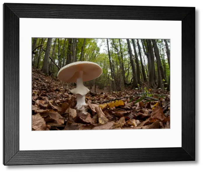 Framed Print : Picture No. 11671369 Framed Print : Picture No. 11671369