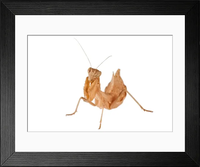 Framed Print : Picture No. 11671371 Framed Print : Picture No. 11671371