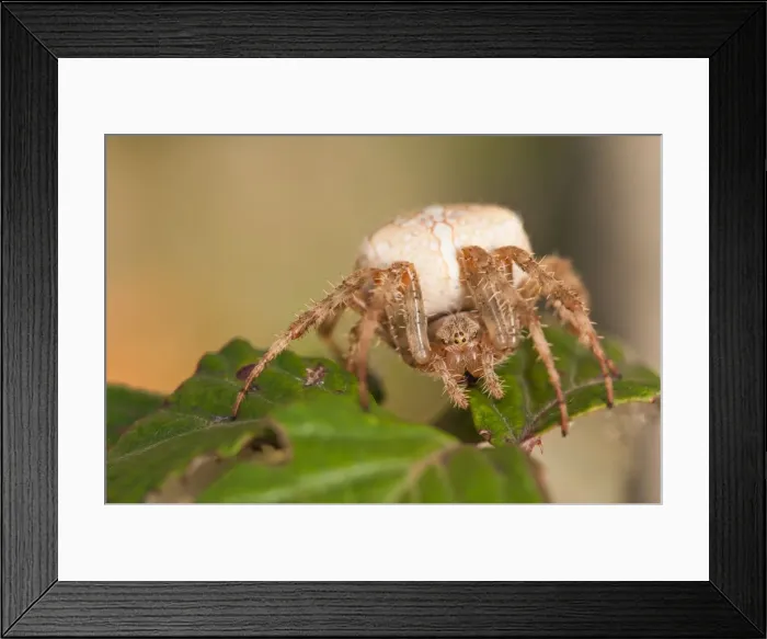 Framed Print : Picture No. 11671372 Framed Print : Picture No. 11671372