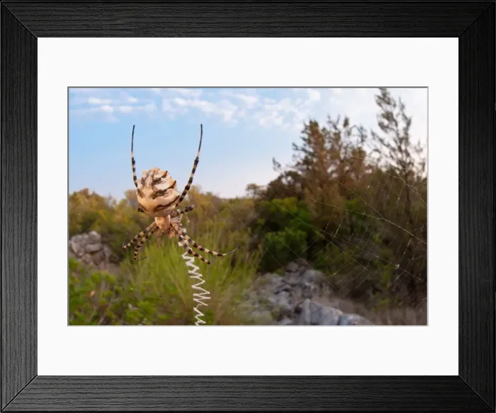 Framed Print : Picture No. 11671373 Framed Print : Picture No. 11671373