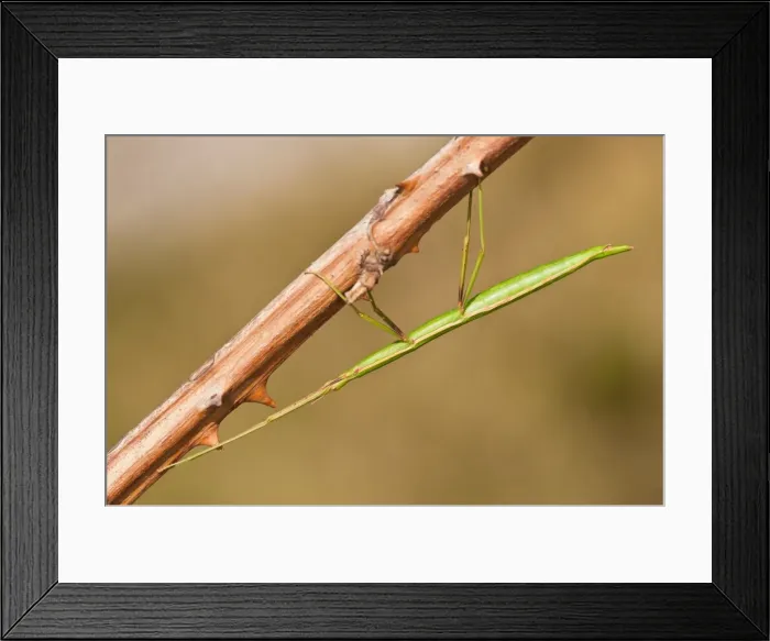 Framed Print : Picture No. 11671374 Framed Print : Picture No. 11671374