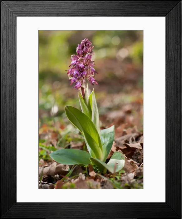 Framed Print : Picture No. 11671375 Framed Print : Picture No. 11671375