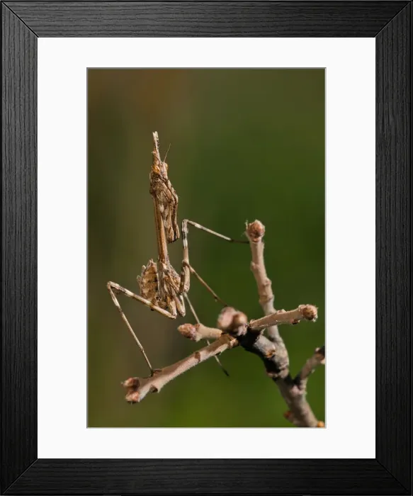 Framed Print : Picture No. 11671376 Framed Print : Picture No. 11671376