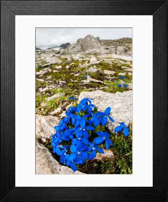 Framed Print : Picture No. 11671377 Framed Print : Picture No. 11671377