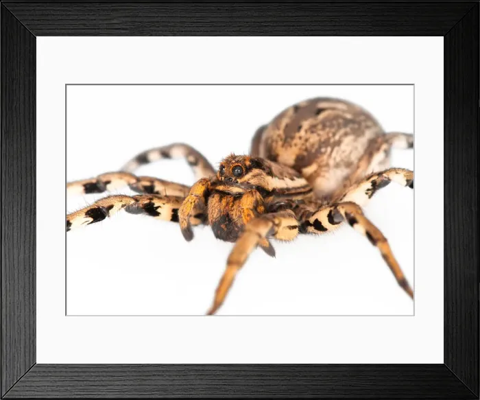Framed Print : Picture No. 11671379 Framed Print : Picture No. 11671379