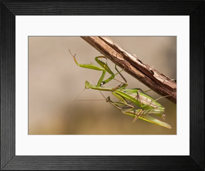 Framed Print : Picture No. 11671380 Framed Print : Picture No. 11671380
