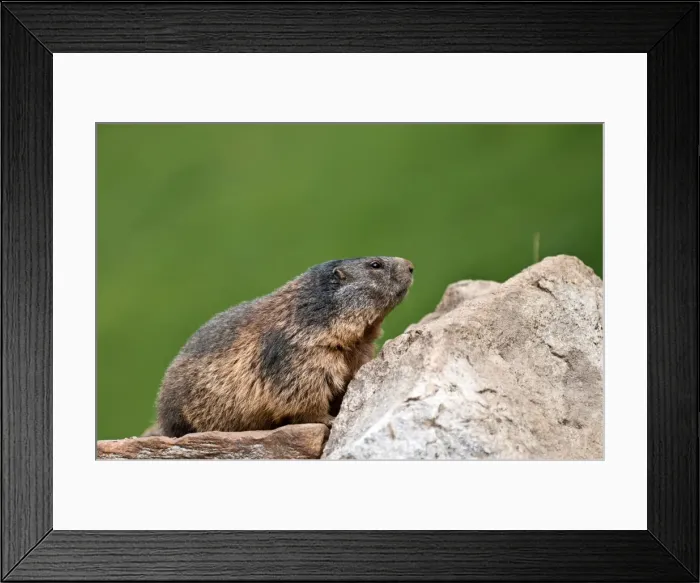 Framed Print : Picture No. 11671381 Framed Print : Picture No. 11671381