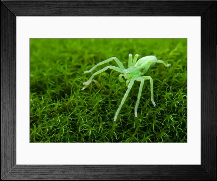 Framed Print : Picture No. 11671382 Framed Print : Picture No. 11671382