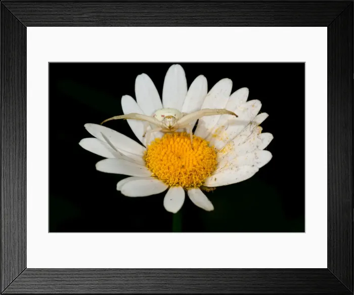 Framed Print : Picture No. 11671383 Framed Print : Picture No. 11671383