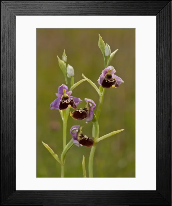 Framed Print : Picture No. 11671384 Framed Print : Picture No. 11671384