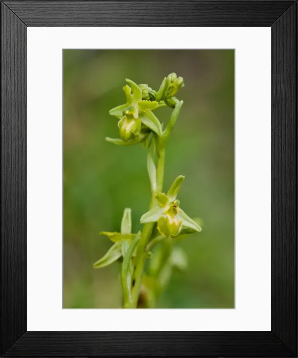 Framed Print : Picture No. 11671385 Framed Print : Picture No. 11671385