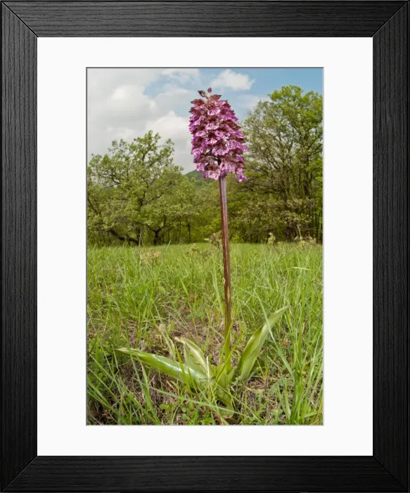 Framed Print : Picture No. 11671387 Framed Print : Picture No. 11671387