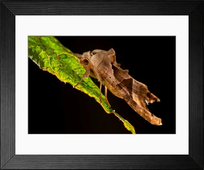 Framed Print : Picture No. 11671389 Framed Print : Picture No. 11671389