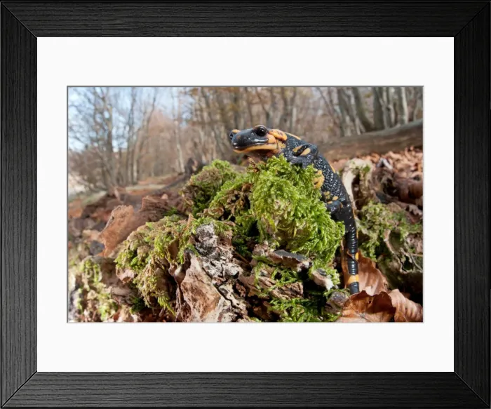 Framed Print : Picture No. 11671391