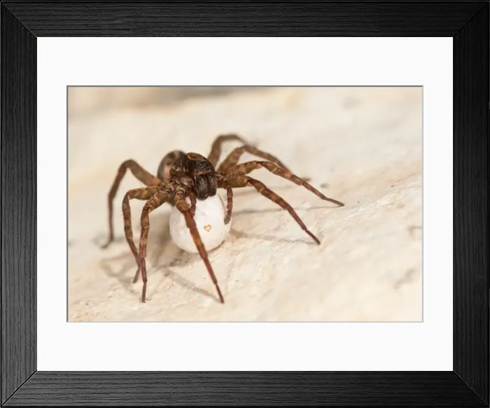 Framed Print : Picture No. 11671393 Framed Print : Picture No. 11671393