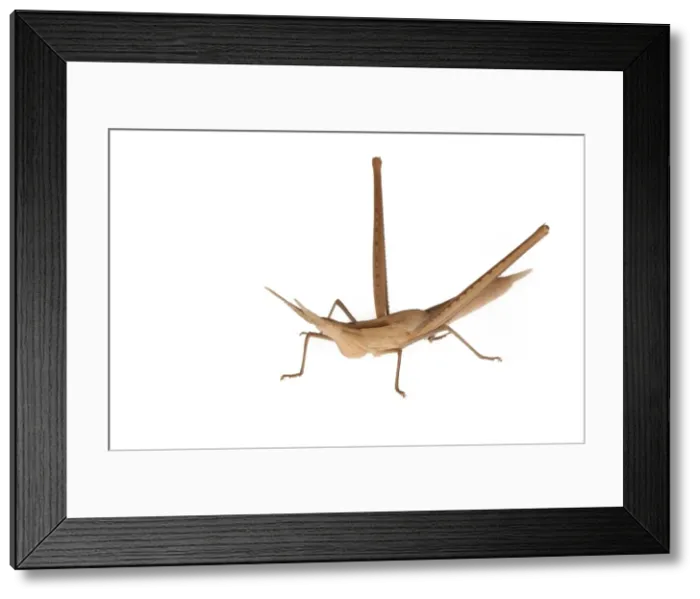 Framed Print : Picture No. 11671395 Framed Print : Picture No. 11671395