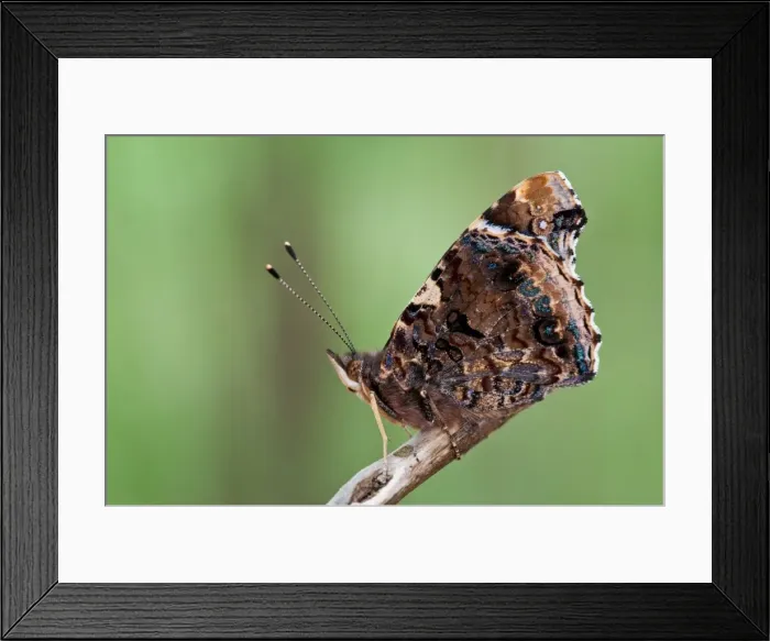 Framed Print : Picture No. 11671394 Framed Print : Picture No. 11671394