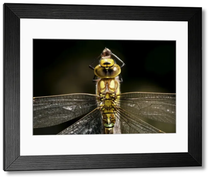 Framed Print : Picture No. 11671396 Framed Print : Picture No. 11671396