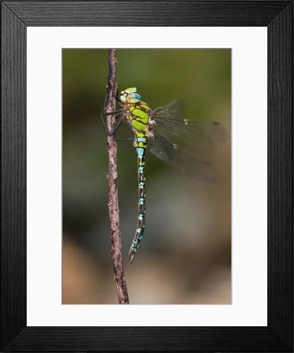 Framed Print : Picture No. 11671397 Framed Print : Picture No. 11671397