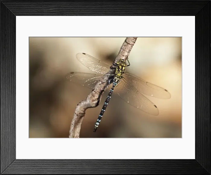 Framed Print : Picture No. 11671398 Framed Print : Picture No. 11671398