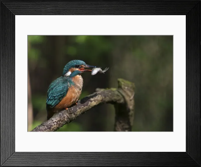 Framed Print : Picture No. 11671400 Framed Print : Picture No. 11671400