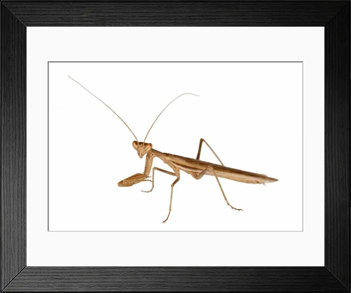 Framed Print : Picture No. 11671403 Framed Print : Picture No. 11671403