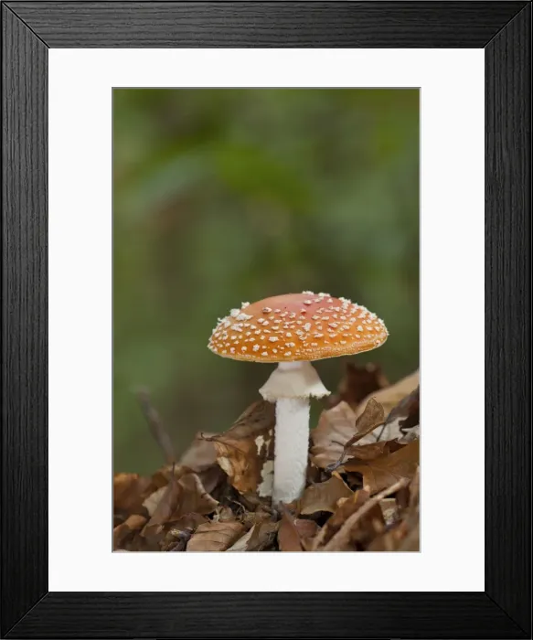 Framed Print : Picture No. 11671402 Framed Print : Picture No. 11671402