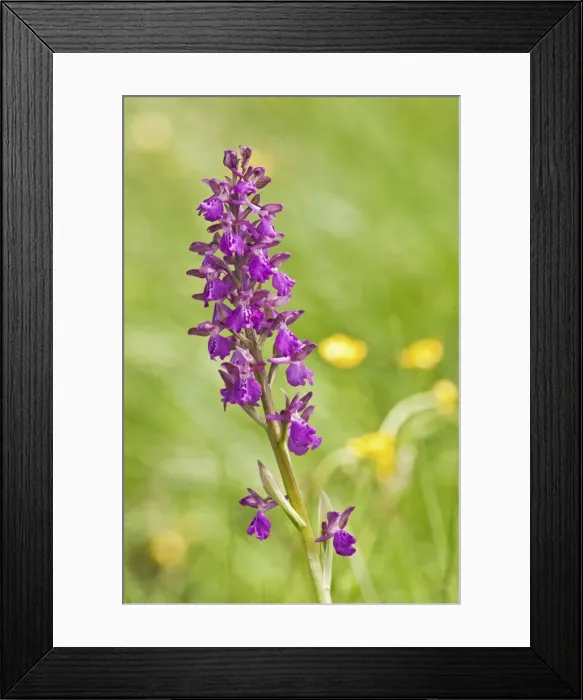 Framed Print : Picture No. 11671404 Framed Print : Picture No. 11671404
