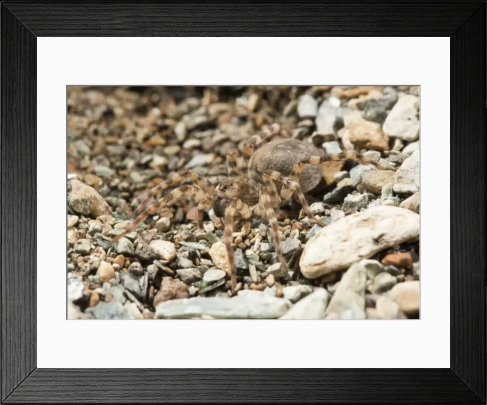 Framed Print : Picture No. 11671405 Framed Print : Picture No. 11671405