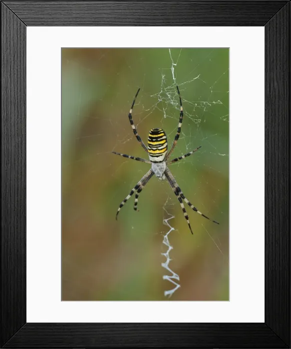 Framed Print : Picture No. 11671406 Framed Print : Picture No. 11671406
