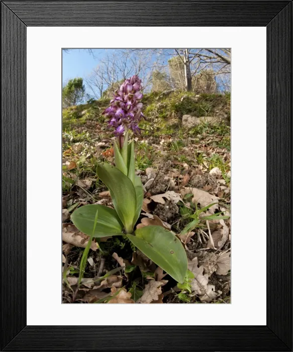 Framed Print : Picture No. 11671407 Framed Print : Picture No. 11671407