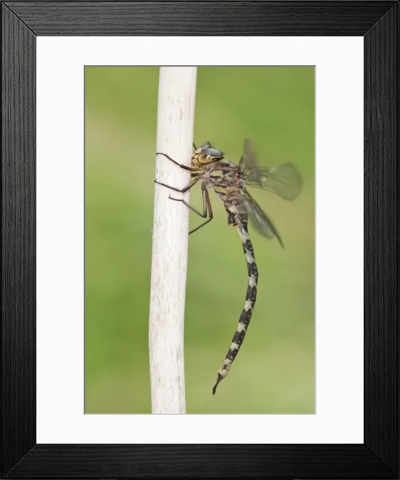 Framed Print : Picture No. 11671409 Framed Print : Picture No. 11671409