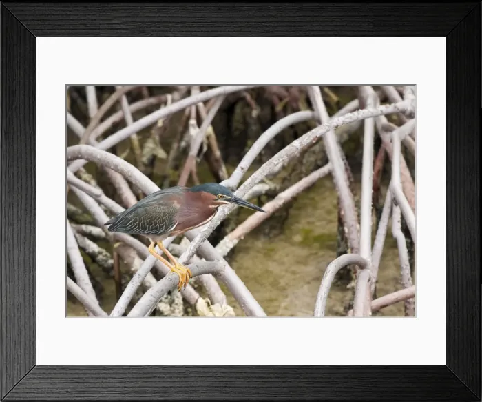 Framed Print : Picture No. 11671411 Framed Print : Picture No. 11671411