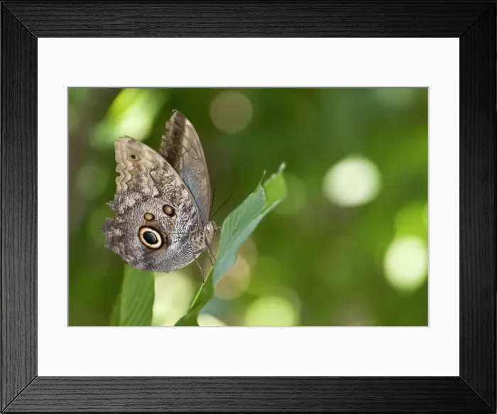 Framed Print : Picture No. 11671412 Framed Print : Picture No. 11671412
