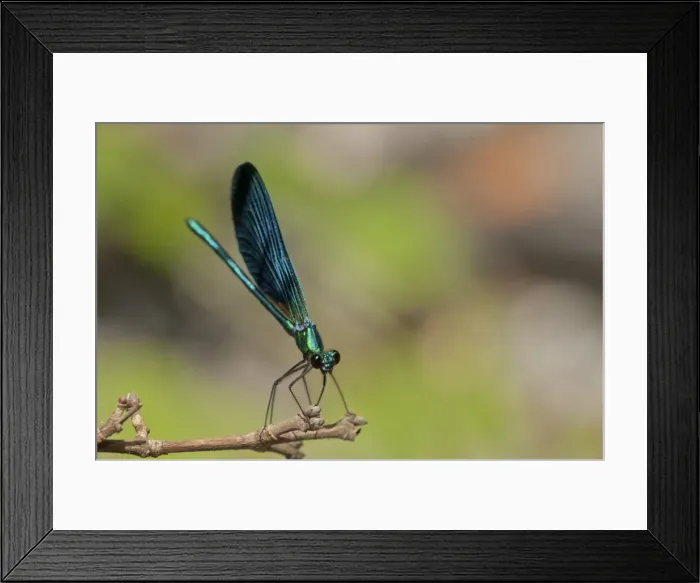 Framed Print : Picture No. 11671414 Framed Print : Picture No. 11671414