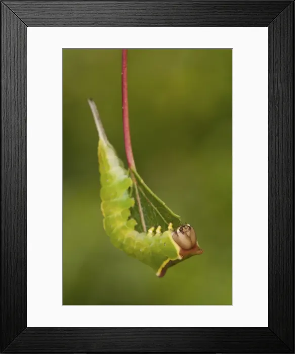 Framed Print : Picture No. 11671415 Framed Print : Picture No. 11671415